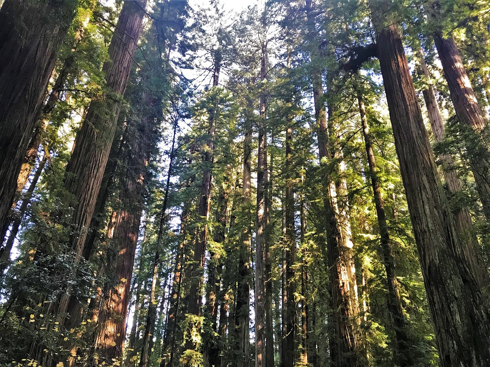 Redwood National Park World Heritage Site