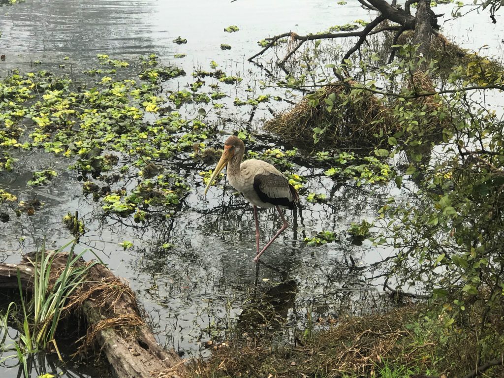 Wading Bird at Keoladeo National Park