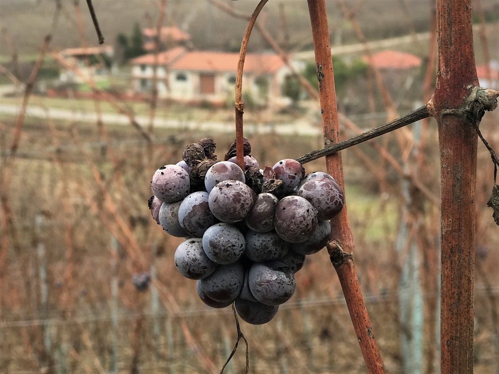 Piedmont vineyard World Heritage Site